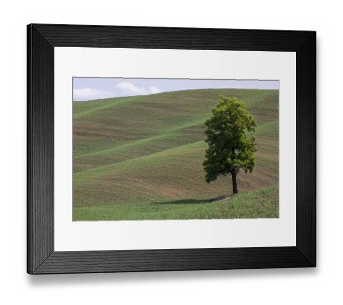 Framed Print : USA, Washington State, Palouse. Lone tree in the field in Colton