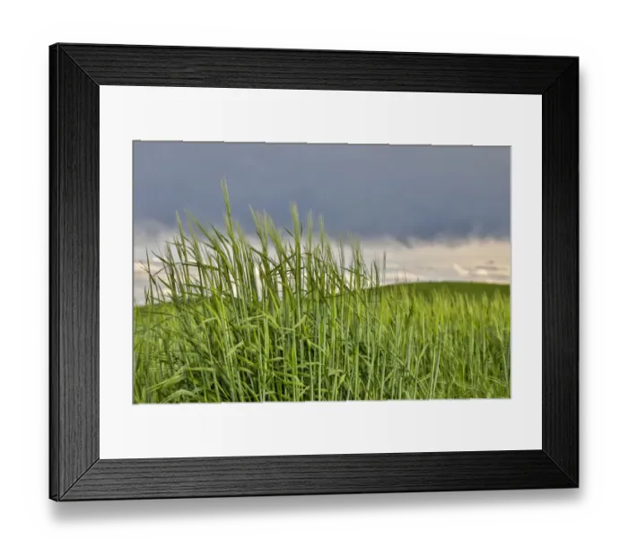 Framed Print : USA, Washington State, Palouse. Storm clouds advancing over Pullman Framed Print : USA, Washington State, Palouse. Storm clouds advancing over Pullman