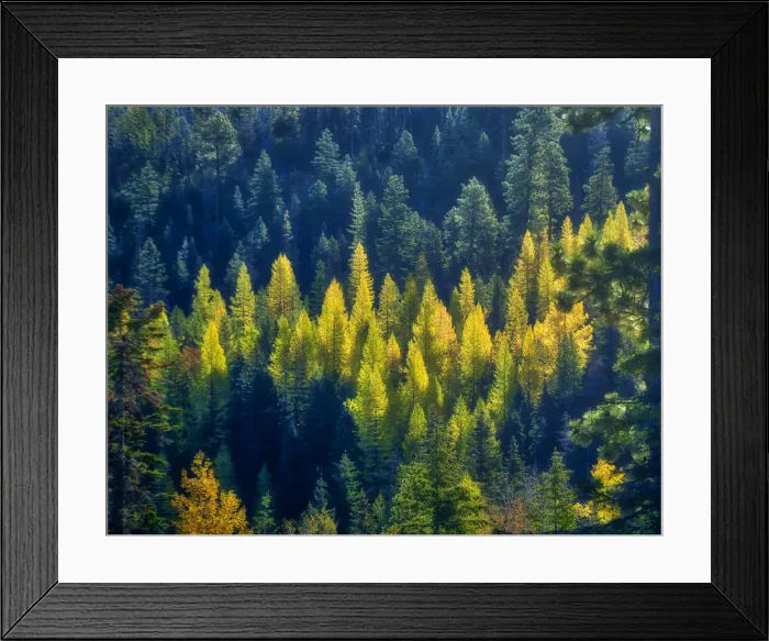 Framed Print : USA, Washington State, Cle Elum, Kittitas County. Western larch near Blewett Pass