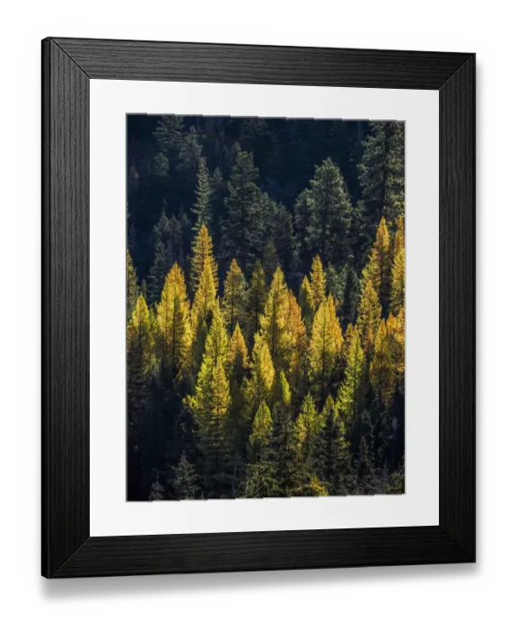 Framed Print : USA, Washington State, Cle Elum, Kittitas County. Western larch near Blewett Pass