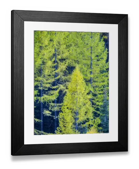 Framed Print : USA, Washington State, Cle Elum, Kittitas County. Western larch near Blewett Pass Framed Print : USA, Washington State, Cle Elum, Kittitas County. Western larch near Blewett Pass
