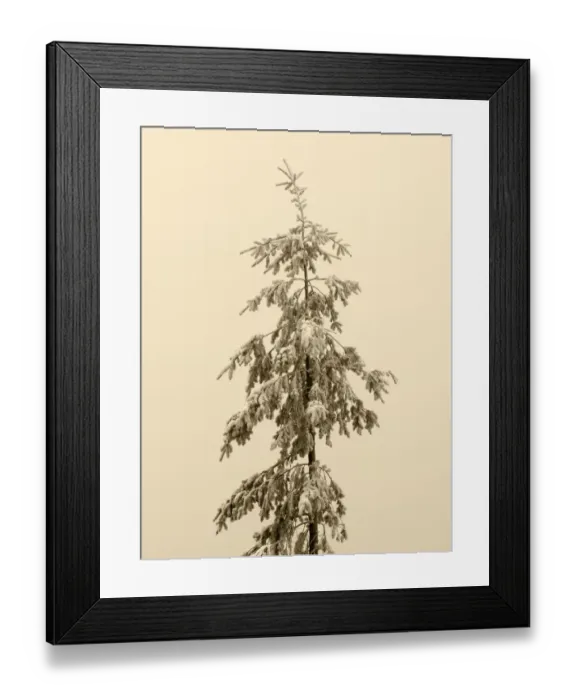 Framed Print : USA, Washington State. Tiger Mountain, snow covered fir tree Framed Print : USA, Washington State. Tiger Mountain, snow covered fir tree