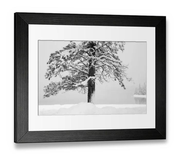 Framed Print : USA, Washington State. Wenatchee National Forest, ponderosa pine Framed Print : USA, Washington State. Wenatchee National Forest, ponderosa pine
