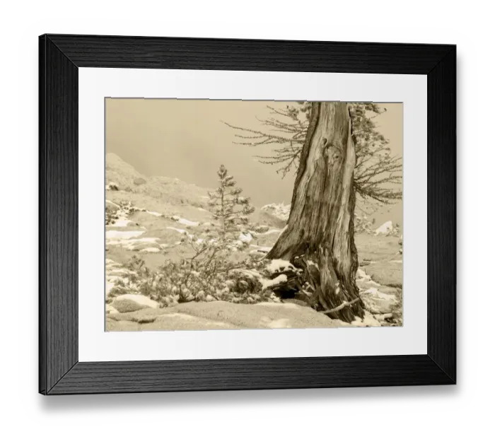 Framed Print : USA, Washington State. Enchantment lakes, larch trunk and fir tree Framed Print : USA, Washington State. Enchantment lakes, larch trunk and fir tree