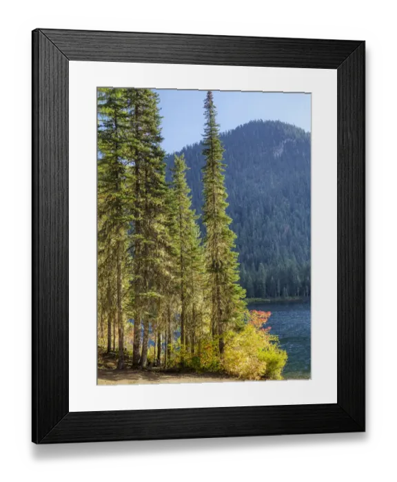 Framed Print : USA, Washington State. Evergreens standing tall with Cooper Lake and Autumn color Framed Print : USA, Washington State. Evergreens standing tall with Cooper Lake and Autumn color