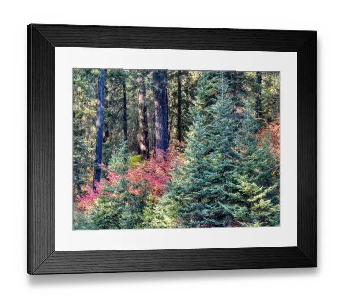 Framed Print : USA, Washington State. Autumn color with yellow, red and green Framed Print : USA, Washington State. Autumn color with yellow, red and green