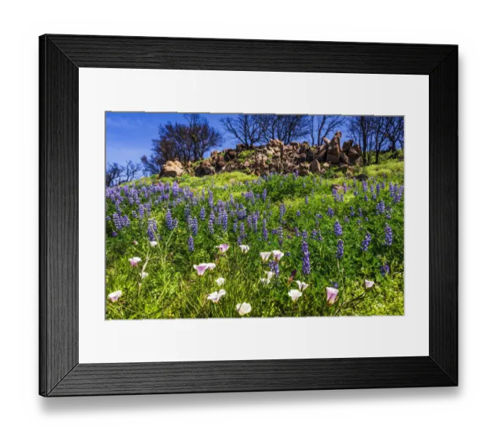 Framed Print : Wildflowers at Charmlee Wilderness Park in the Santa Monica Mountains, Malibu, California