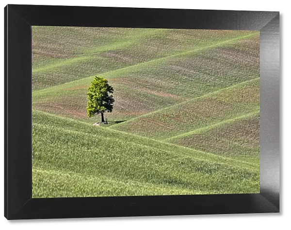 USA, Washington State, Palouse. Single tree in a field in the town of Colton