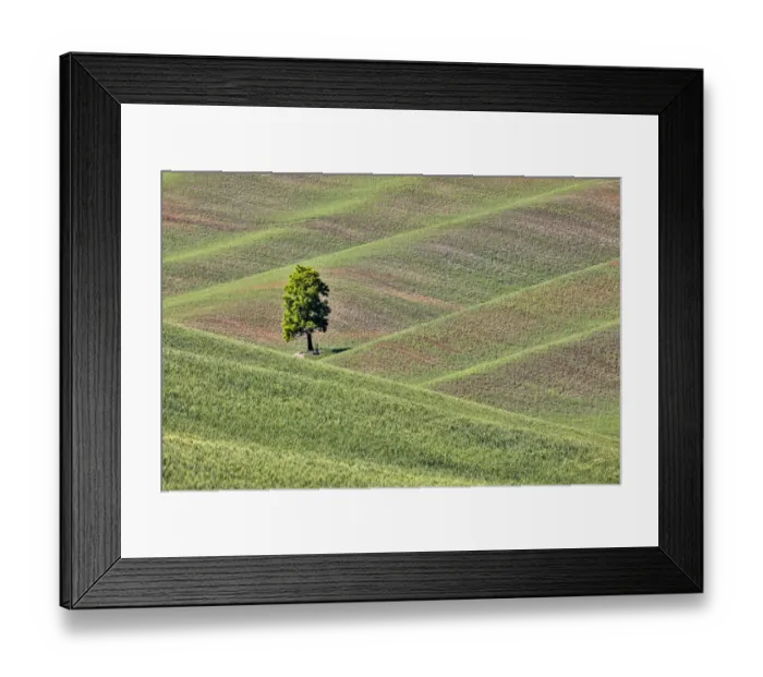 Framed Print : USA, Washington State, Palouse. Single tree in a field in the town of Colton
