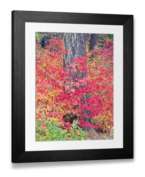 Framed Print : USA, Washington State. Autumn color with yellow, red and green Framed Print : USA, Washington State. Autumn color with yellow, red and green
