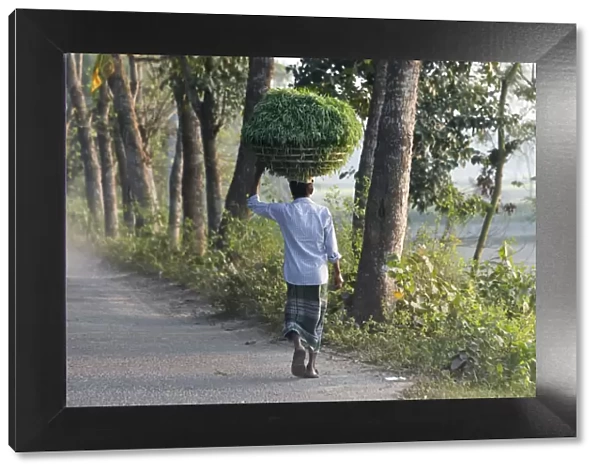 Man carrying a basket of grass on the head, Dhaka, Bangladesh