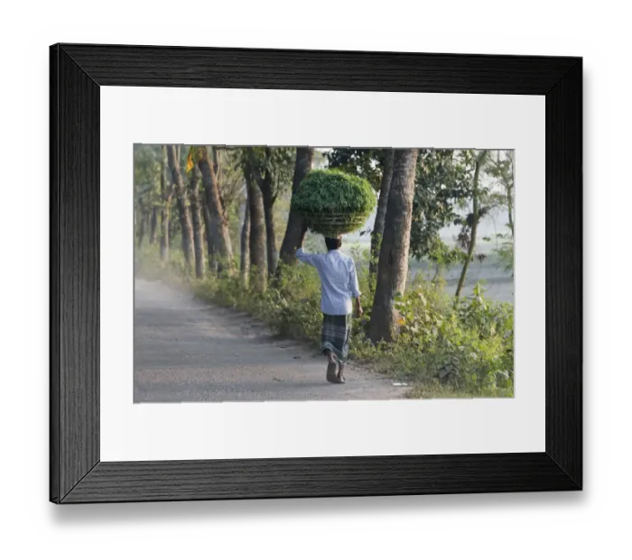 Framed Print : Man carrying a basket of grass on the head, Dhaka, Bangladesh