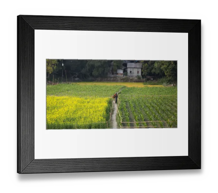 Framed Print : Canola and vegetable field, Dhaka, Bangladesh