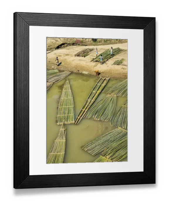 Framed Print : Transporting bamboo timber on the river, Chittagong Division, Bangladesh Framed Print : Transporting bamboo timber on the river, Chittagong Division, Bangladesh