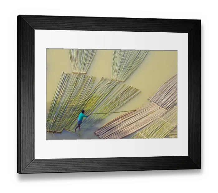 Framed Print : Transporting bamboo timber on the river, Chittagong, Bangladesh Framed Print : Transporting bamboo timber on the river, Chittagong, Bangladesh