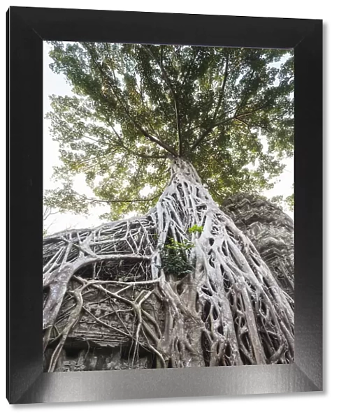 Cambodia, Angkor. Ta Prohm tree