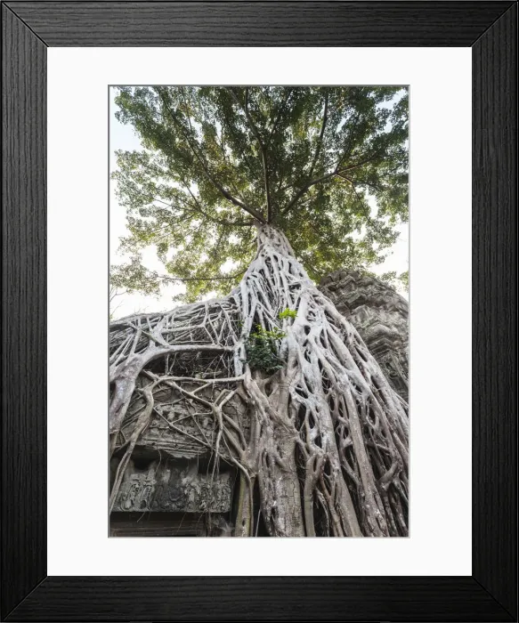 Framed Print : Cambodia, Angkor. Ta Prohm tree