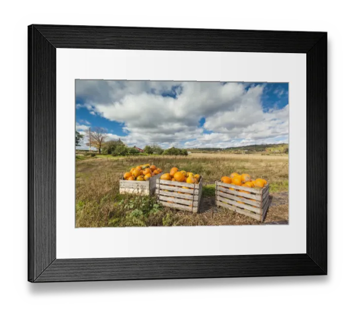 Framed Print : Canada, Nova Scotia, Annapolis Valley, Wolfville. Pumpkin farm in autumn Framed Print : Canada, Nova Scotia, Annapolis Valley, Wolfville. Pumpkin farm in autumn