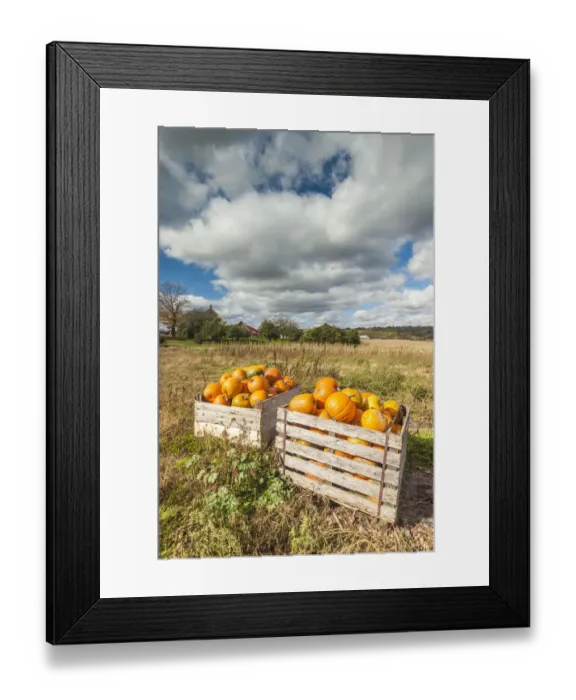 Framed Print : Canada, Nova Scotia, Annapolis Valley, Wolfville. Pumpkin farm in autumn Framed Print : Canada, Nova Scotia, Annapolis Valley, Wolfville. Pumpkin farm in autumn