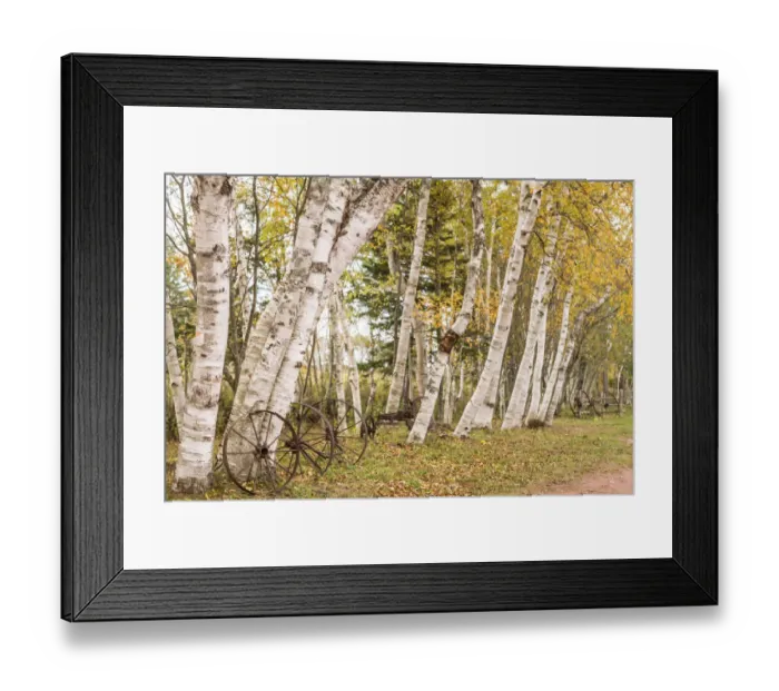 Framed Print : Canada, Prince Edward Island, Orwell. Wagon wheel and birch trees Framed Print : Canada, Prince Edward Island, Orwell. Wagon wheel and birch trees