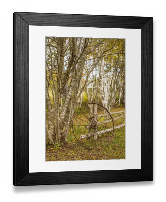 Framed Print : Canada, Prince Edward Island, Orwell. Wagon wheel and birch trees Framed Print : Canada, Prince Edward Island, Orwell. Wagon wheel and birch trees