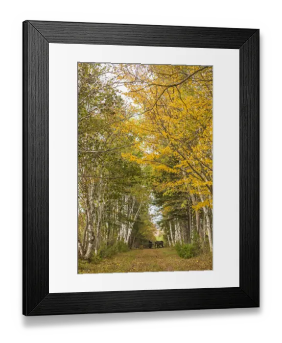Framed Print : Canada, Prince Edward Island, Orwell in autumn. Farm path with birch trees and horses Framed Print : Canada, Prince Edward Island, Orwell in autumn. Farm path with birch trees and horses