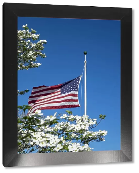 American flag near white dogwood tree, USA