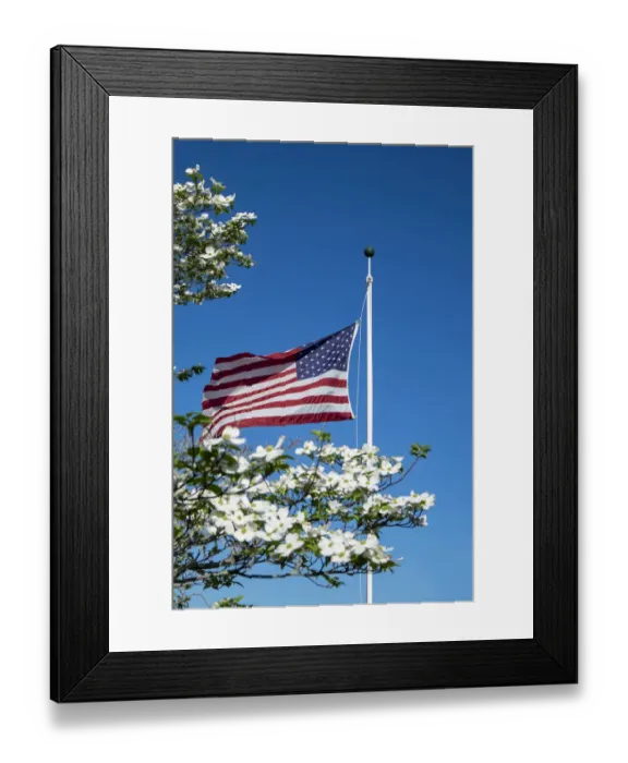 Framed Print : American flag near white dogwood tree, USA Framed Print : American flag near white dogwood tree, USA