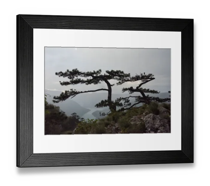 Framed Print : Trees at Banjska Stena viewpoint, National Park Tara, Serbia