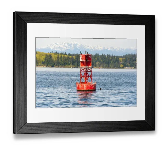 Framed Print : USA, Washington State, Puget Sound. California Sea Lions circling channel marker buoy Framed Print : USA, Washington State, Puget Sound. California Sea Lions circling channel marker buoy