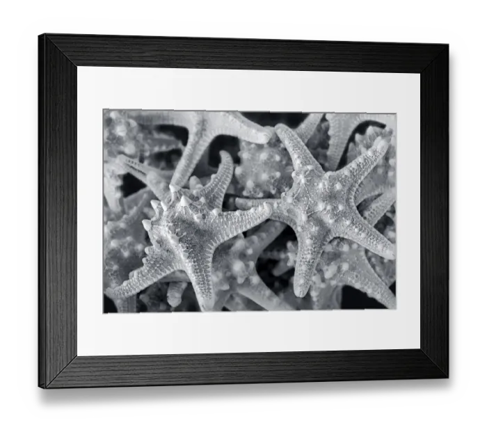 Framed Print : Knobby Starfish, USA Framed Print : Knobby Starfish, USA