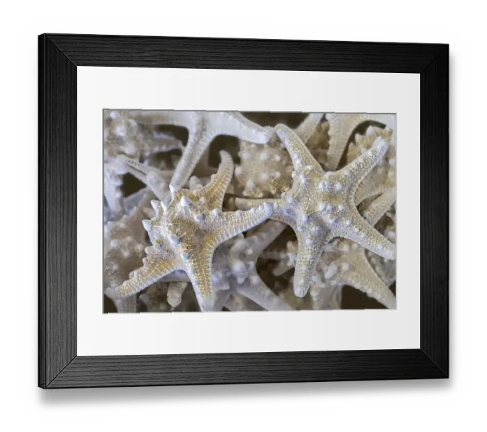 Framed Print : Knobby Starfish, USA Framed Print : Knobby Starfish, USA