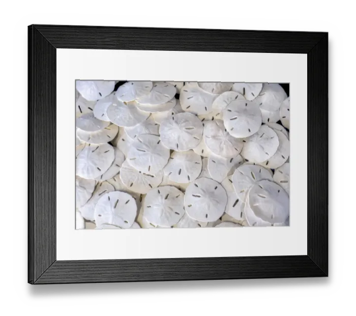 Framed Print : Sand dollars, USA Framed Print : Sand dollars, USA