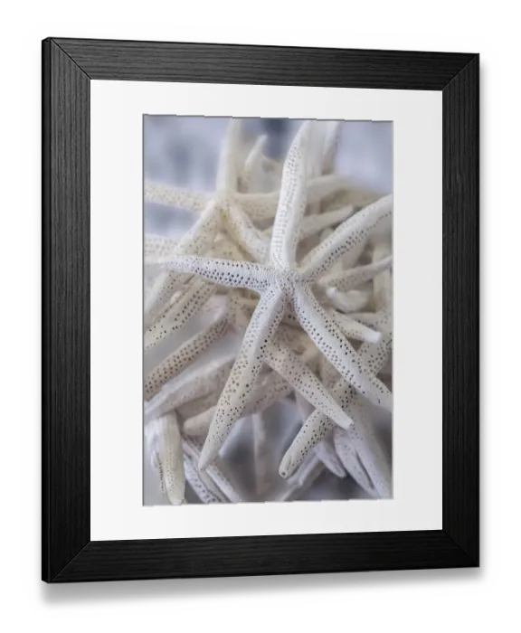 Framed Print : Jumbo White Spider Star, USA