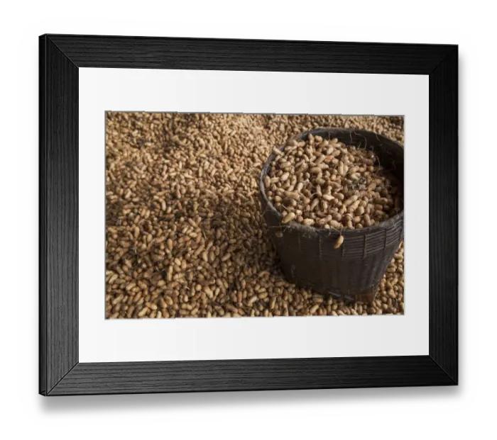 Framed Print : Peanuts being harvested in Bagan, Myanmar