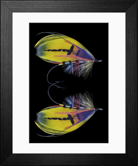 Framed Print : Atlantic Salmon Fly designs Shannon Framed Print : Atlantic Salmon Fly designs Shannon