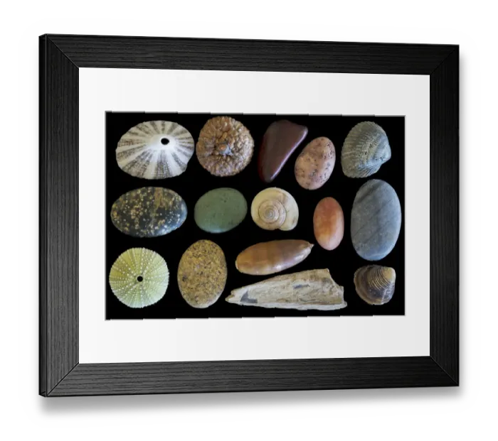 Framed Print : USA, Washington State, Seabeck. Display of shells and rocks