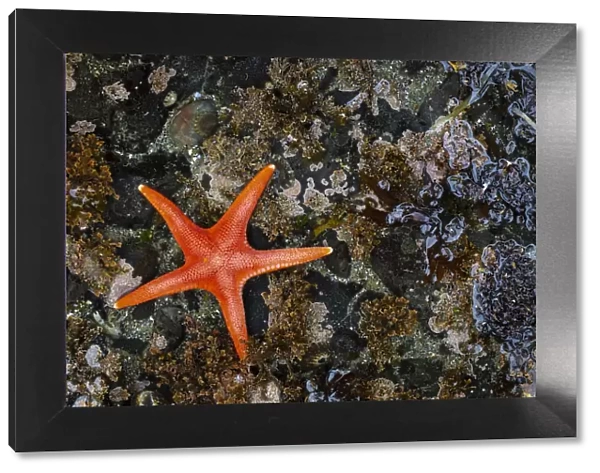 USA, Washington State, Salt Creek Recreation Area. Blood star on beach