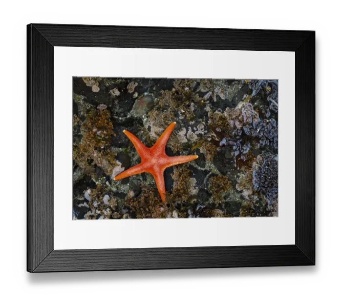 Framed Print : USA, Washington State, Salt Creek Recreation Area. Blood star on beach Framed Print : USA, Washington State, Salt Creek Recreation Area. Blood star on beach