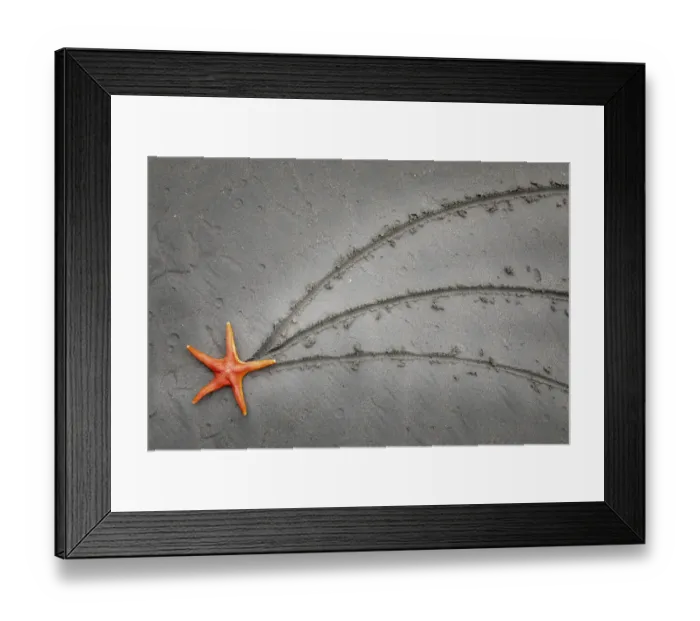 Framed Print : USA, Washington State, Salt Creek Recreation Area. Blood star on beach Framed Print : USA, Washington State, Salt Creek Recreation Area. Blood star on beach
