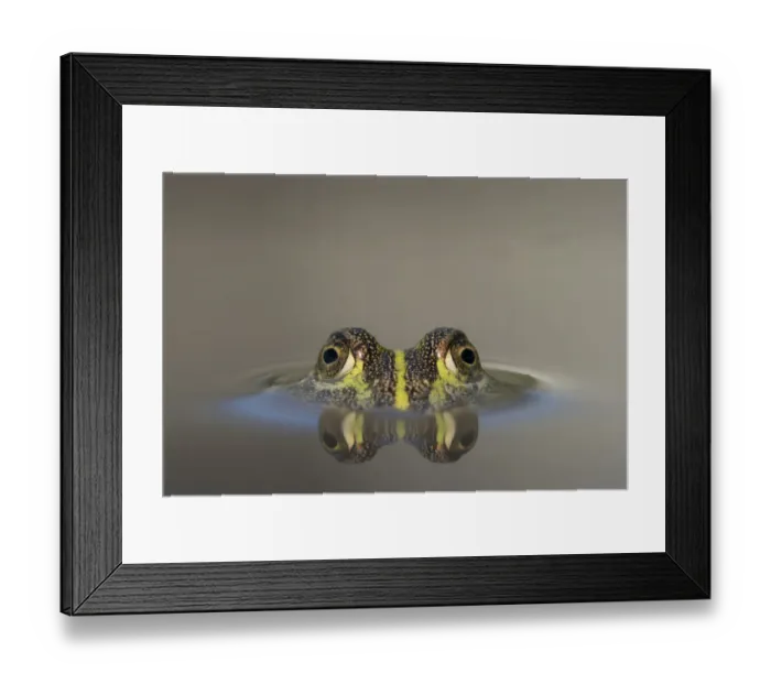 Framed Print : Africa, Botswana, Nxai Pan National Park, Young African Bullfrog (Pyxicephalus adspersus Framed Print : Africa, Botswana, Nxai Pan National Park, Young African Bullfrog (Pyxicephalus adspersus