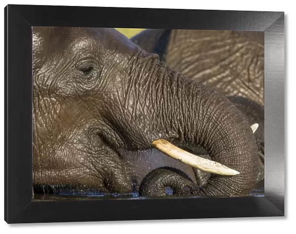 Africa, Botswana, Chobe National Park, Close-up portrait of Elephant (Loxodonta africana