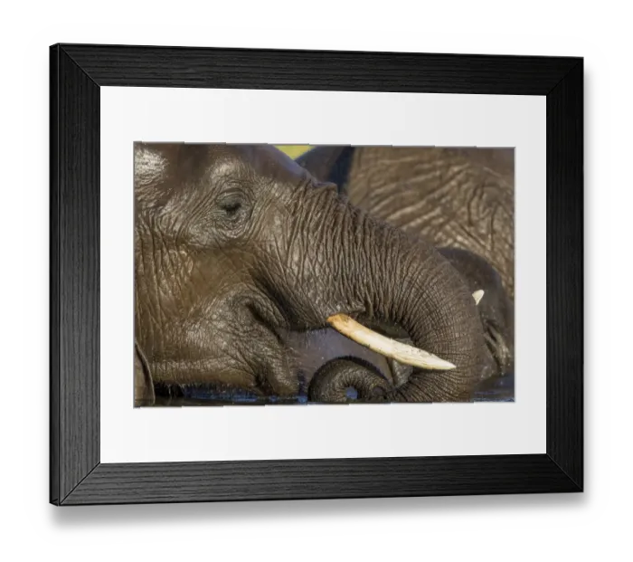 Framed Print : Africa, Botswana, Chobe National Park, Close-up portrait of Elephant (Loxodonta africana Framed Print : Africa, Botswana, Chobe National Park, Close-up portrait of Elephant (Loxodonta africana