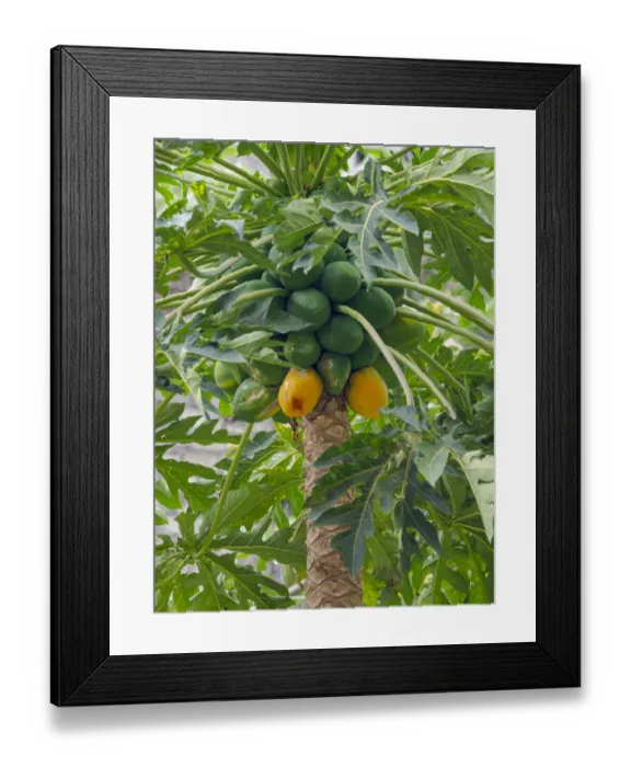 Framed Print : Papaya in valley Ribeira da Torre on the island Santo Antao, Cape Verde Framed Print : Papaya in valley Ribeira da Torre on the island Santo Antao, Cape Verde