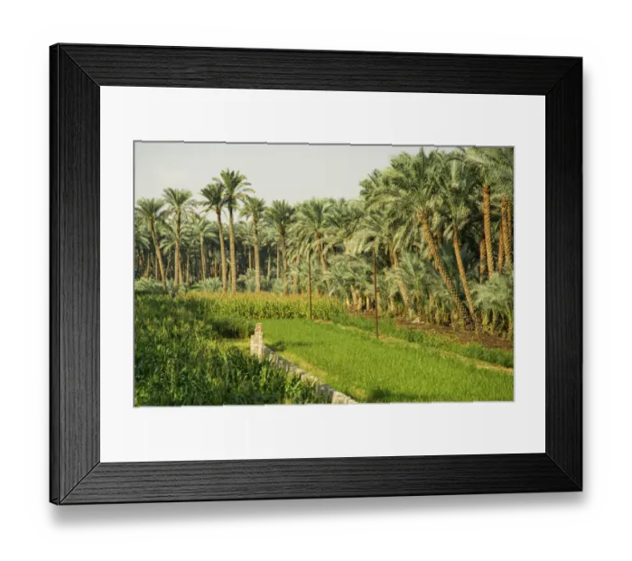 Framed Print : Nile River Expedition, Lower Egypt, Giza (on West Bank of Nile) Framed Print : Nile River Expedition, Lower Egypt, Giza (on West Bank of Nile)