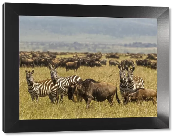 Africa, Tanzania, Serengeti National Park. Migration of zebras and wildebeests