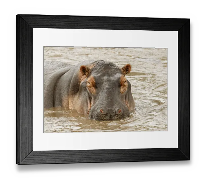 Framed Print : Hippopotamus, Hippopotamus amphibius, Serengeti National Park, Tanzania, Africa Framed Print : Hippopotamus, Hippopotamus amphibius, Serengeti National Park, Tanzania, Africa