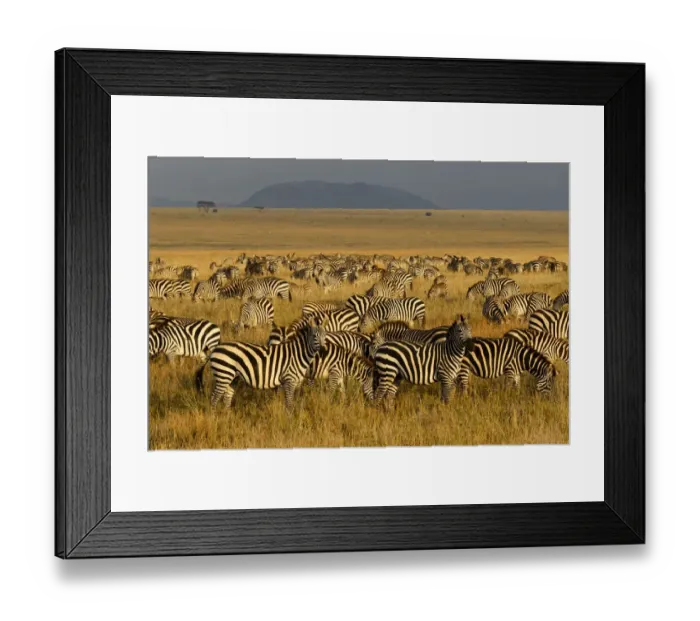 Framed Print : Zebras, Serengeti National Park, Tanzania Framed Print : Zebras, Serengeti National Park, Tanzania