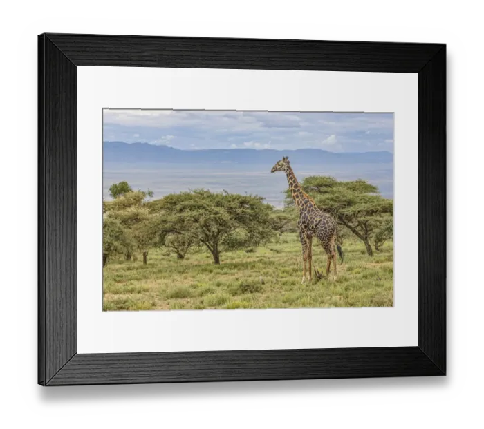 Framed Print : Masai Giraffe grazing on acacia tree, Ngorongoro Conservation Area, Tanzania, Arica Framed Print : Masai Giraffe grazing on acacia tree, Ngorongoro Conservation Area, Tanzania, Arica