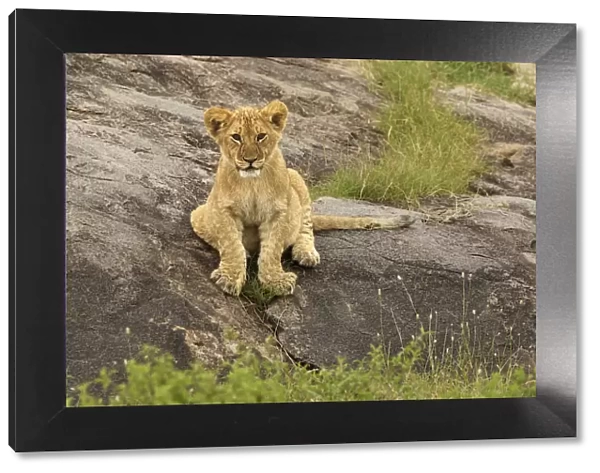 Lion Cub, Panthera leo, Serengeti National Park, Tanzania, Africa